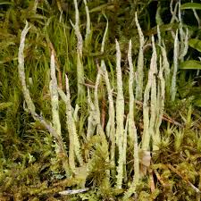 Attēlu rezultāti vaicājumam “Cladonia cornuta”