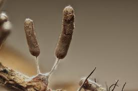 Attēlu rezultāti vaicājumam “Stemonitopsis typhina”