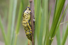 Attēlu rezultāti vaicājumam “Aporia crataegi pupa”