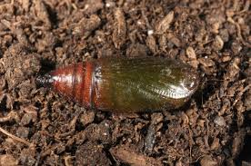 Attēlu rezultāti vaicājumam “Cabera pusaria”