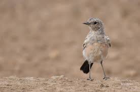 Attēlu rezultāti vaicājumam “Oenanthe oenanthe juvenile”