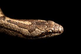 Attēlu rezultāti vaicājumam “Coronella austriaca”