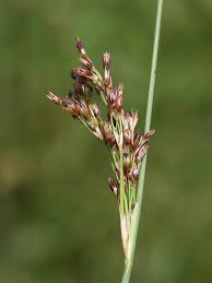 Attēlu rezultāti vaicājumam “Juncus inflexus bud”