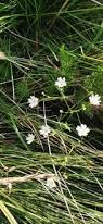 Attēlu rezultāti vaicājumam “Stellaria longifolia flower”