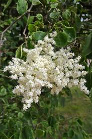 Attēlu rezultāti vaicājumam “Syringa reticulata subsp. amurensis flower”