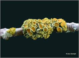 Attēlu rezultāti vaicājumam “Xanthoria polycarpa”