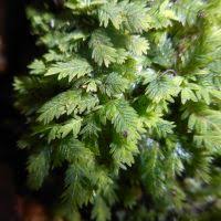 Attēlu rezultāti vaicājumam “Fissidens gracilifolius”