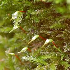 Attēlu rezultāti vaicājumam “Sciuro-hypnum curtum”