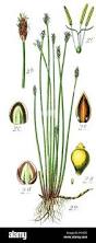 Attēlu rezultāti vaicājumam “Eleocharis uniglumis”