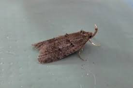 Attēlu rezultāti vaicājumam “Luquetia lobella”