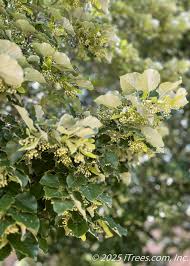 Attēlu rezultāti vaicājumam “Tilia tomentosa flower”