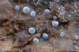 Attēlu rezultāti vaicājumam “Diderma floriforme macro”