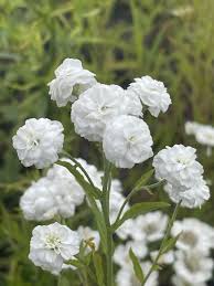 Attēlu rezultāti vaicājumam “Achillea ptarmica flower”