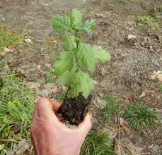 Attēlu rezultāti vaicājumam “Crataegus monogyna subsp. nordica”