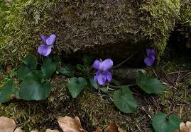 Attēlu rezultāti vaicājumam “Viola collina flower”