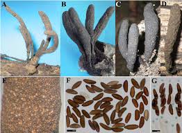 Attēlu rezultāti vaicājumam “Xylaria longipes”