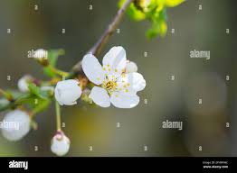 Attēlu rezultāti vaicājumam “Prunus cerasifera var. divaricata flower”