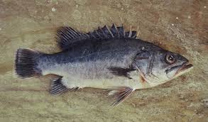 Image result for Polyprion americanus