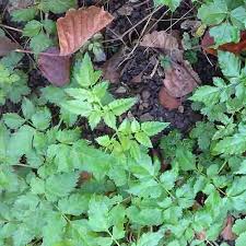 Attēlu rezultāti vaicājumam “Angelica palustris”