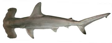 Image result for Sphyrna lewini