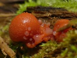 Attēlu rezultāti vaicājumam “Lycogala exiguum aggr. spores”