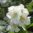 Idaho State Flower: <b>Syringa</b>
