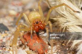 Attēlu rezultāti vaicājumam “Cheiracanthium sp.”