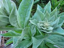 Attēlu rezultāti vaicājumam “Verbascum thapsus leaf”