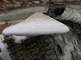 Attēlu rezultāti vaicājumam “Piptoporus betulinus”