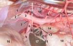 File:Celiac ganglion.jpg - Wikipedia, the free encyclopedia