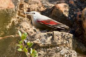 Image result for Tichodroma muraria