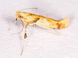 Attēlu rezultāti vaicājumam “Caloptilia hemidactylella”