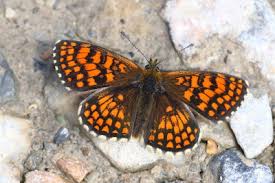 Attēlu rezultāti vaicājumam “Melitaea diamina upperside”