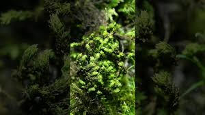 Attēlu rezultāti vaicājumam “Racomitrium canescens sporophyte”