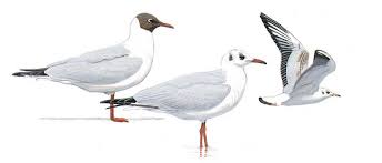 Image result for Chroicocephalus ridibundus