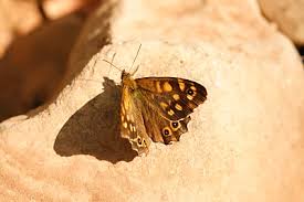 Attēlu rezultāti vaicājumam “Pararge aegeria upperside”