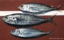 Image result for Trachurus trachurus