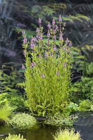 Attēlu rezultāti vaicājumam “Stachys palustris”