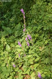 Image result for Campanula rapunculoides