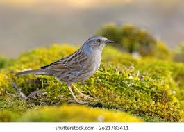 Attēlu rezultāti vaicājumam “Prunella modularis”