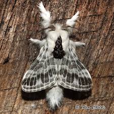 Attēlu rezultāti vaicājumam “Lasiocampidae”