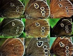 Attēlu rezultāti vaicājumam “Aphantopus hyperantus underside”