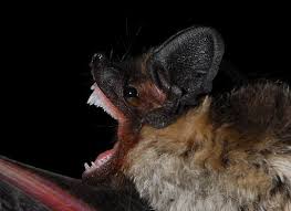 Attēlu rezultāti vaicājumam “Vespertilio murinus”