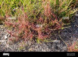 Attēlu rezultāti vaicājumam “Cuscuta epithymum subsp. trifolii”