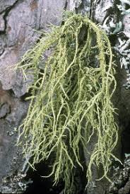 Attēlu rezultāti vaicājumam “Usnea hirta”