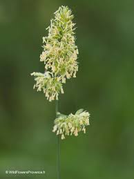 Attēlu rezultāti vaicājumam “Lolium perenne”