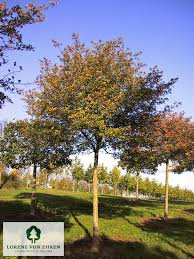 Attēlu rezultāti vaicājumam “Crataegus persimilis”