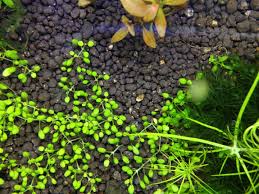 Attēlu rezultāti vaicājumam “Elatine hydropiper”