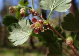 Attēlu rezultāti vaicājumam “Ribes uva-crispa flower”
