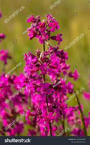 Attēlu rezultāti vaicājumam “Silene viscaria”